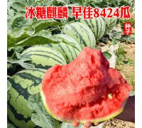 8424麒麟无籽西瓜种子籽特大高产巨型甜王薄皮小四季盆栽水果种孑