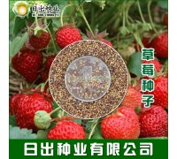 草莓种子红草莓种籽白奶油水果食用易活播种易种室内阳台盆栽