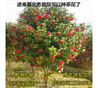 茶花树苗大红花山茶花四季常青盆栽庭院植物浓香型耐寒苗