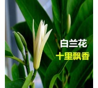 白兰花盆栽植物树苗室内花卉小绿植带花浓香净化空气四季好养的花