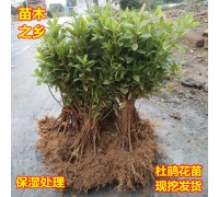 栀子杜鹃花苗茶花苗茶梅桂花小苗花绿化树苗色块四季庭院苗地栽球