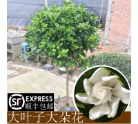 栀子花带花苞大叶树苗浓香型四季鲜花大花朵独杆盆栽大棵室内花苗